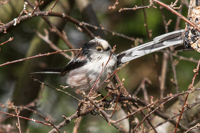 20150312 7287VRTw [D~RI] Schwanzmeise (Aegithalos caudatus), Rinteln