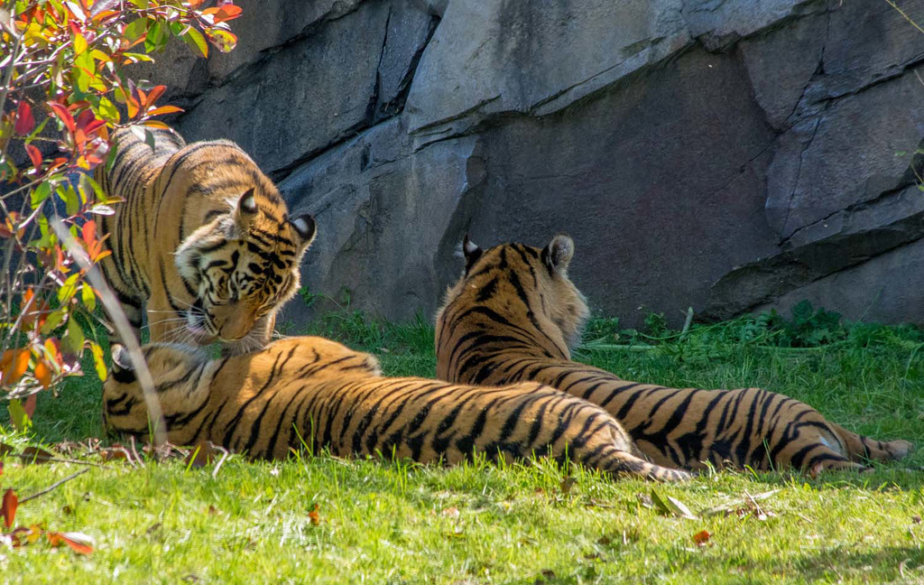 Tiger group, Chester Zoo