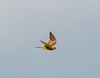 Kestrel