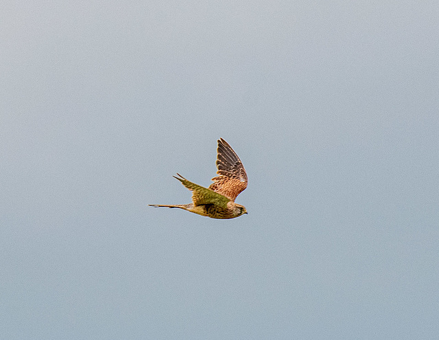 Kestrel