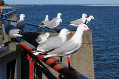 Gull talk