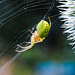 20230623 1112CPw [D~LIP] Kürbisspinne (Araniella cucurbitina), Bad Salzuflen