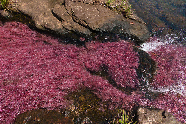 EF7A7425 Trankilandia River