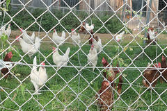 So eine Huhnordnung! So eine Huhnordnung!