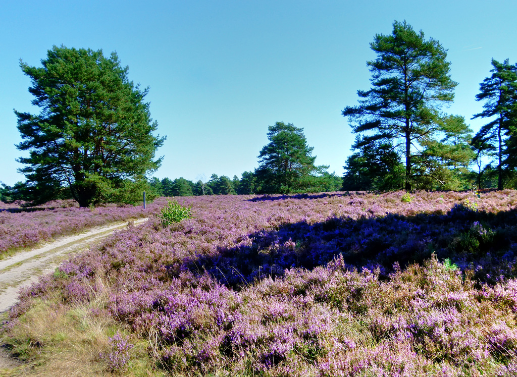 Mit dem Fahrrad durch die Heide