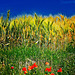 Faenza (Ra). Colori primari e colori secondari in un campo di grano.  -  Primary colors and secondary colors in wheat field.