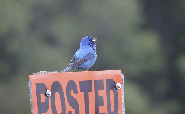 Indigo Buntings