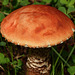 Yay, it's mushroom time!