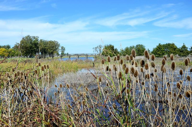 Thistles