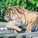 Tiger mum and cub