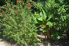 Dominican Republic, Red Flowers on the Farm