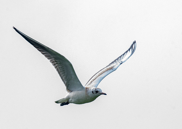 Gull in flight