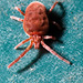 IMG 8596 Red Spider Mitev2