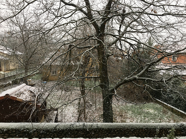 L’arbre en hiver .