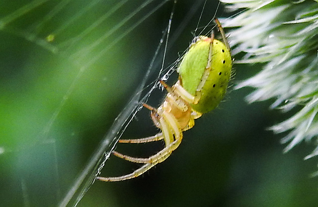 20230623 1113CPw [D~LIP] Kürbisspinne (Araniella cucurbitina), Bad Salzuflen