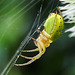 20230623 1113CPw [D~LIP] Kürbisspinne (Araniella cucurbitina), Bad Salzuflen