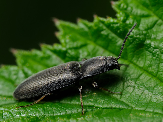 Click Beetle