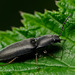 Click Beetle