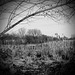 Wetlands Wonder