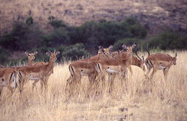 Herd of Impala