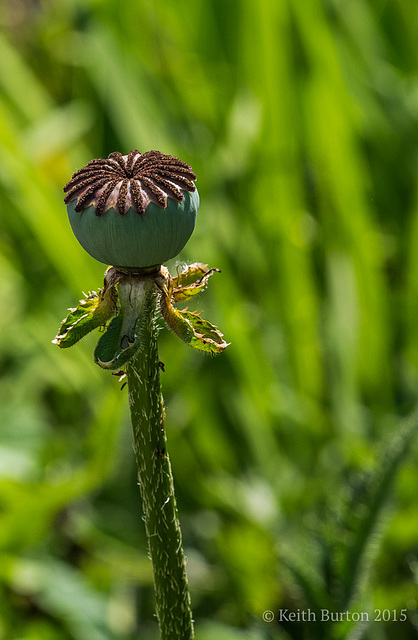 Poppy Seed Head