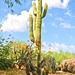 Saguaro Cactus, Boulders Arizona, Topaz Filter Impressionistic Van Gogh II - 052615