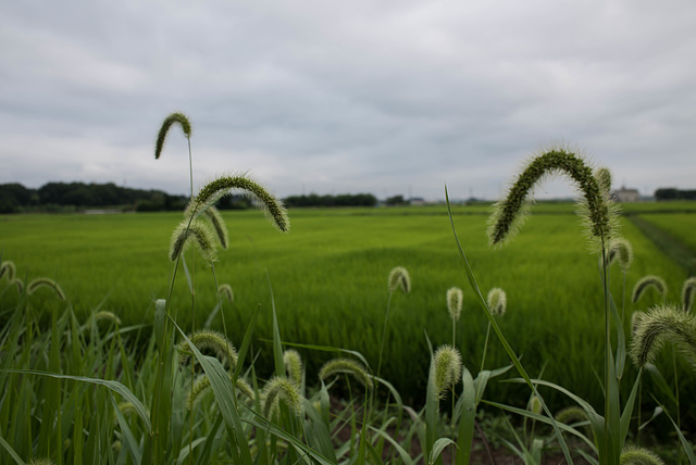 Foxtails