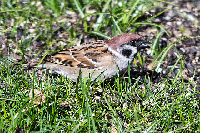 20150312 7290VRTw [D~RI] Feldsperling (Passer montanus), Rinteln