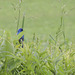 Indigo Buntings