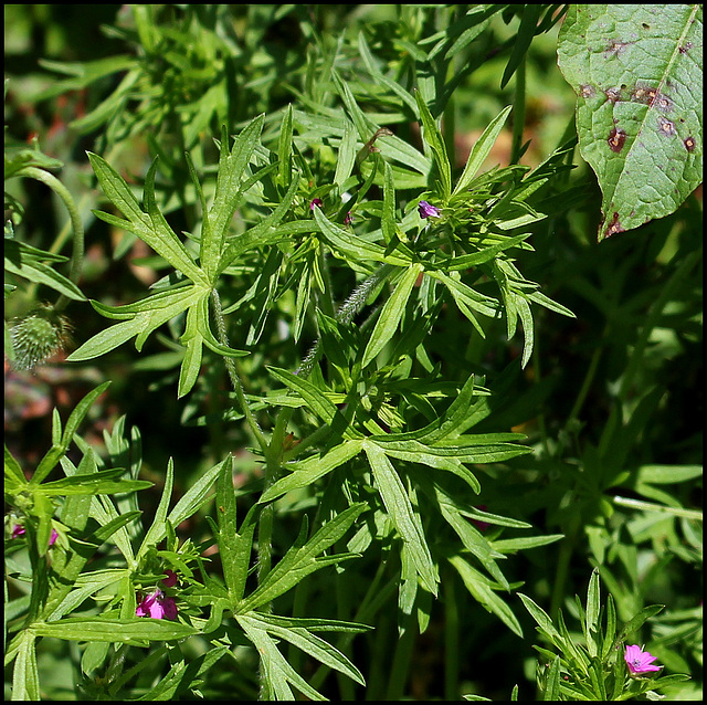 Geranium dissectum