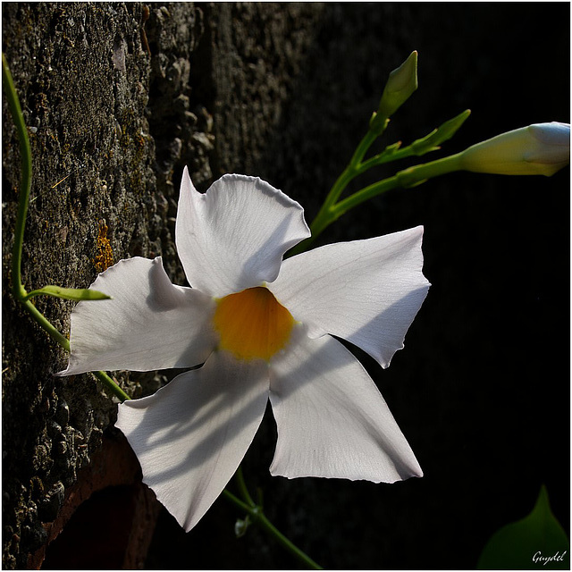 Ombres et Lumière ...