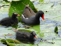 Rallidae  Gallinula