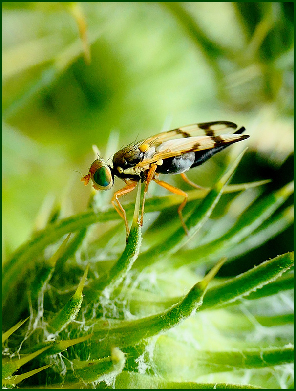 Minuscule... Rhagoletis cerisa...