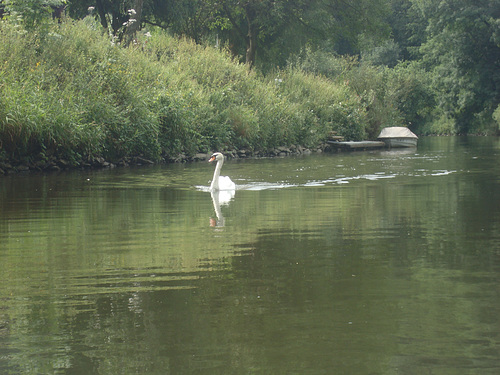 Ein Schwan