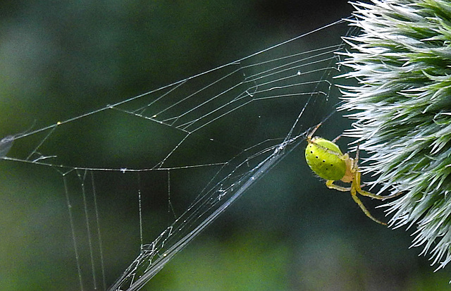 20230623 1114CPw [D~LIP] Kürbisspinne (Araniella cucurbitina), Bad Salzuflen