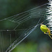 20230623 1114CPw [D~LIP] Kürbisspinne (Araniella cucurbitina), Bad Salzuflen