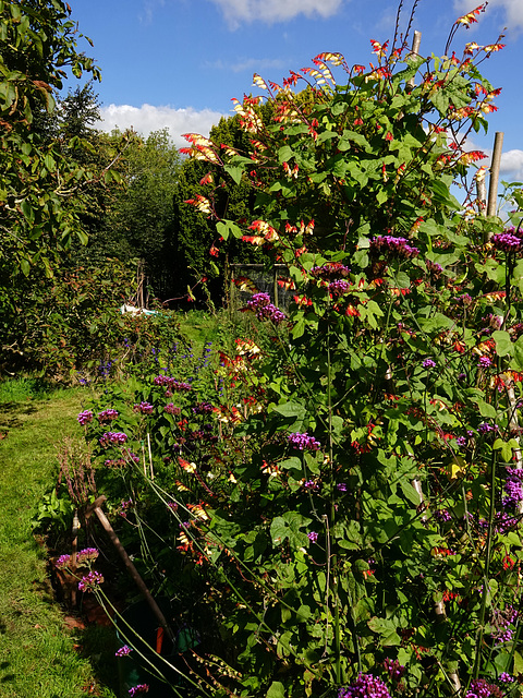 The allotment