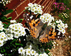 Vanessa cardui