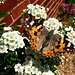 Vanessa cardui