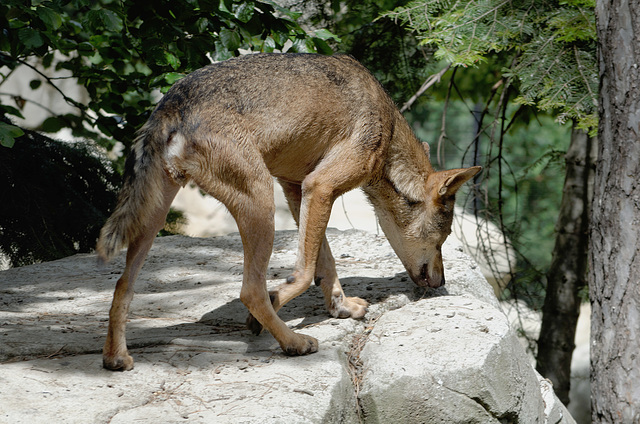 Loup ibérique