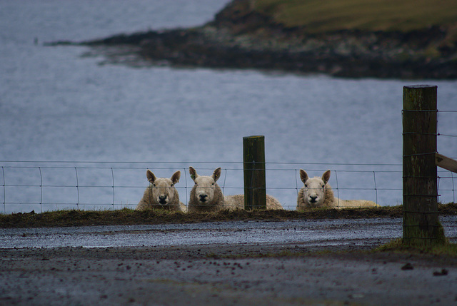 Shetland