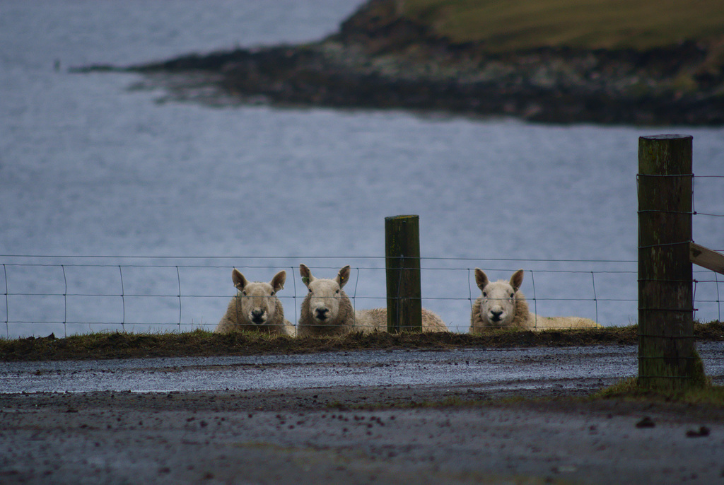 Shetland