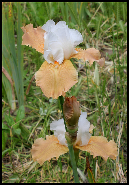 Amoena NOID