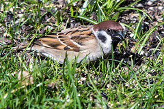 20150312 7294VRTw [D~RI] Feldsperling (Passer montanus), Rinteln