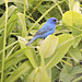 Indigo Buntings