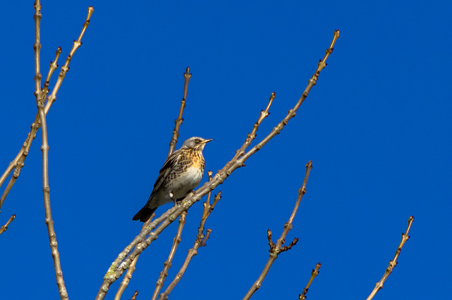 Fieldfare