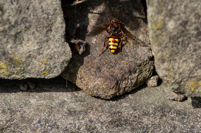 European Hornet