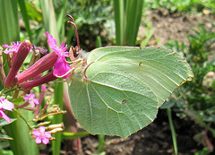 Citrono-papilio