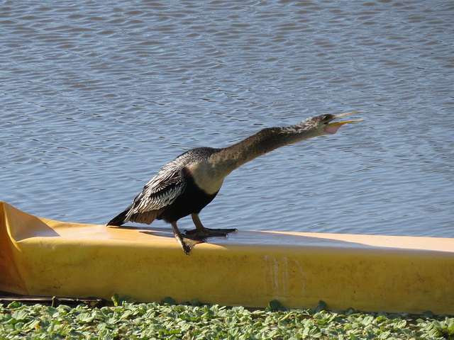 Anhinga