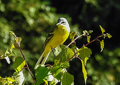 20200521 7678CPw [D~MI] Birke (Betula pendula), Schafstelze (Motacilla flava), Hille